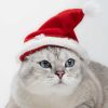 کلاه جدید گربه سال کشی برند Patipatron کد 1700388434